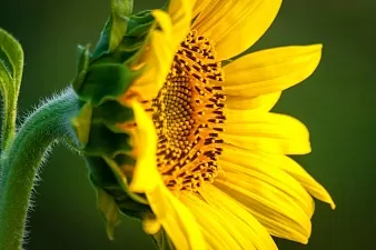 Перекрёстная аллергия — симптомы и причины